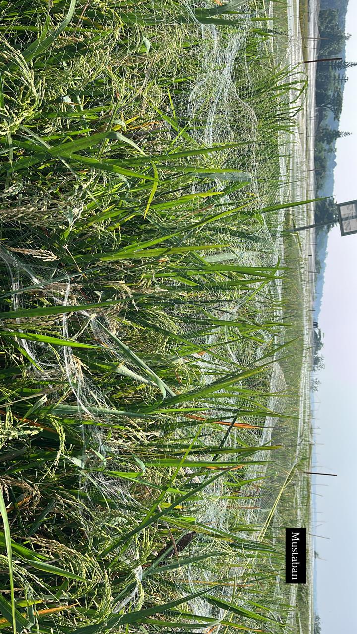 Tanaman Padi Varietas Mustaban Agritan